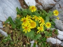 Arnica ovata