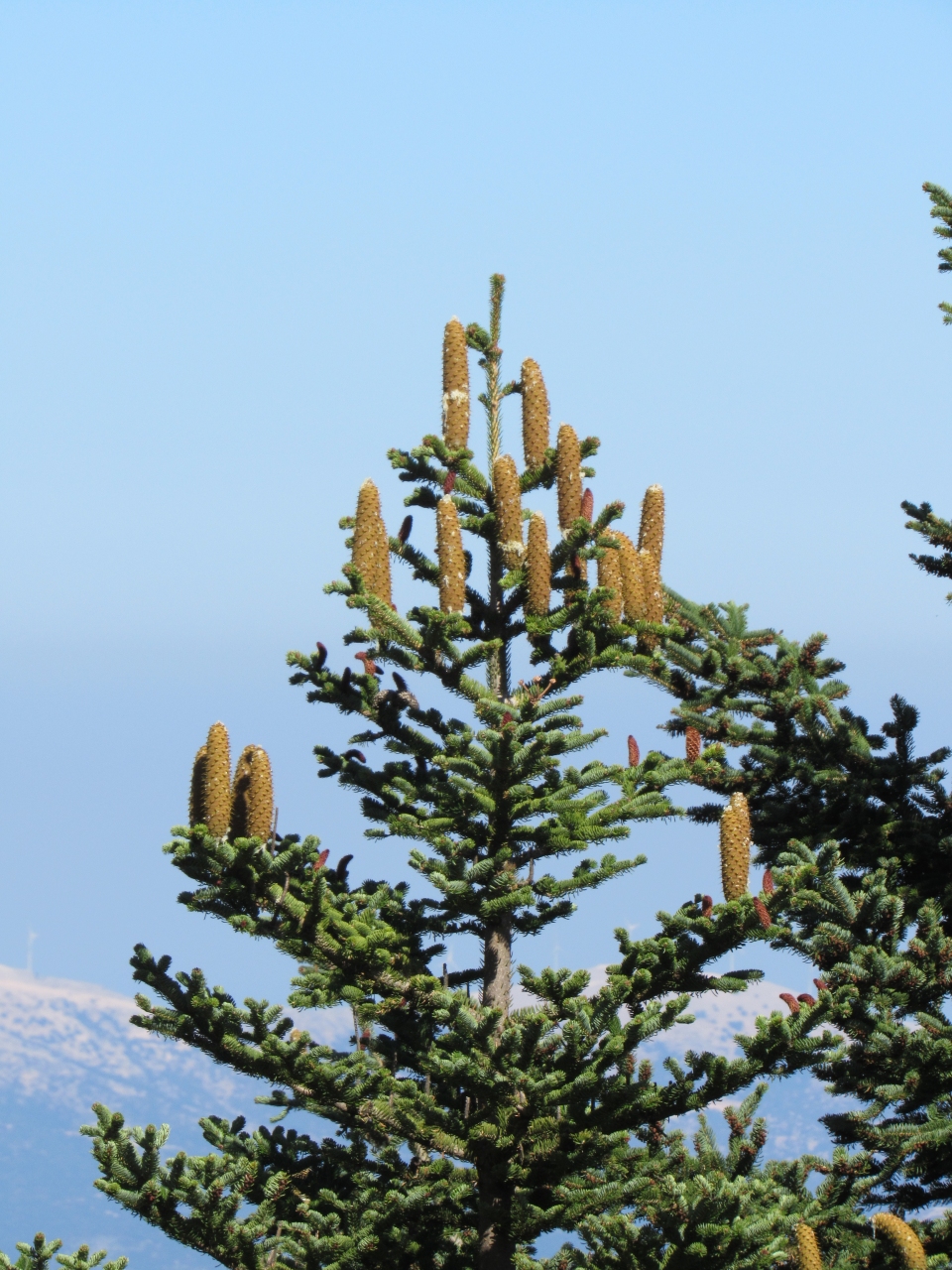 Abies cephalonica