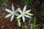 Crinum flaccidum