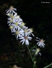 Symphyotrichum cordifolium