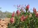 Rumex vesicarius