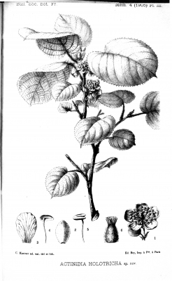 Actinidia holotricha