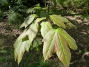 Acer sterculiaceum