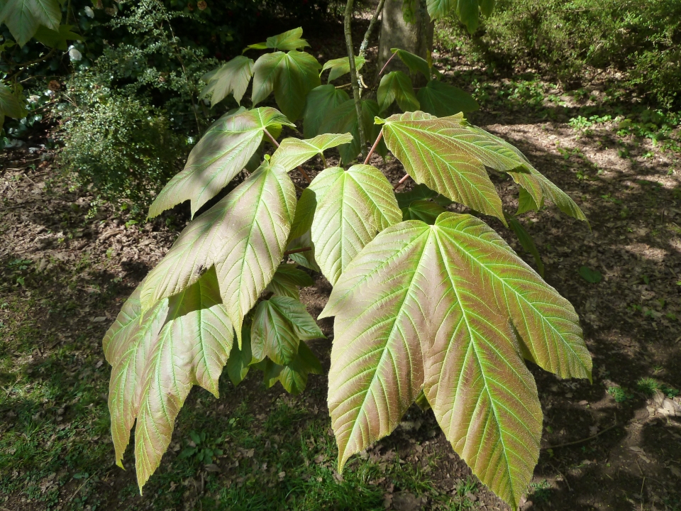 Acer sterculiaceum
