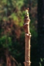 Aralia spinosa