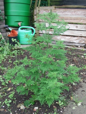 Ambrosia artemisiifolia