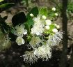 Amomyrtus meli