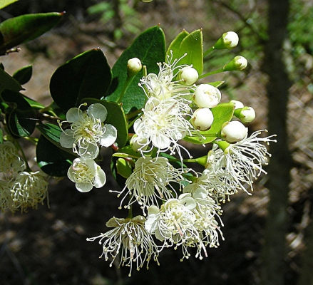 Amomyrtus meli