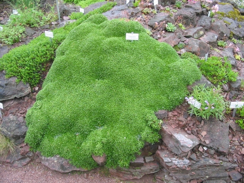 Azorella trifurcata