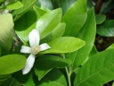 Citrofortunella x microcarpa