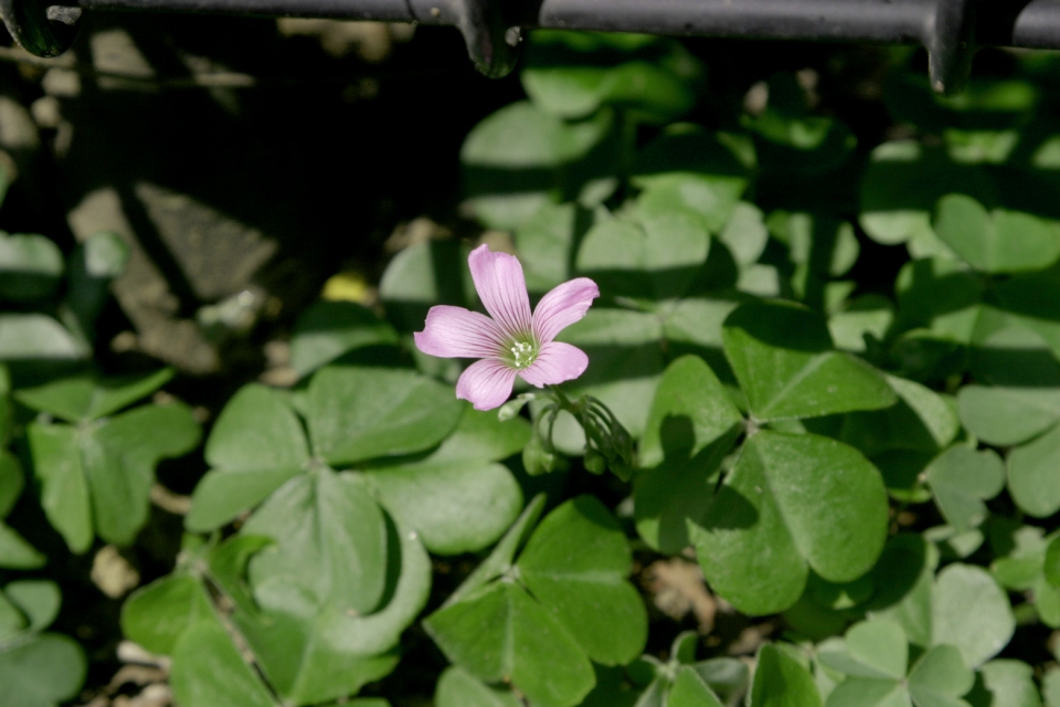 Oxalis corymbosa