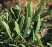 Banksia marginata