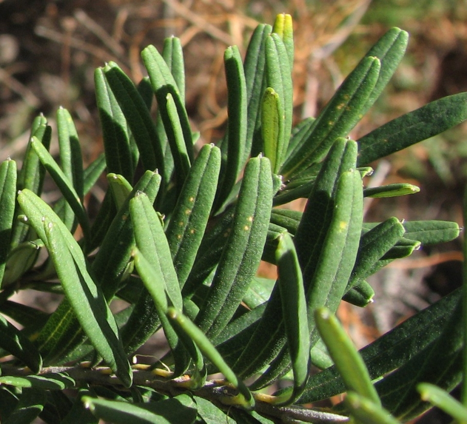Banksia marginata