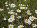 Anthemis arvensis