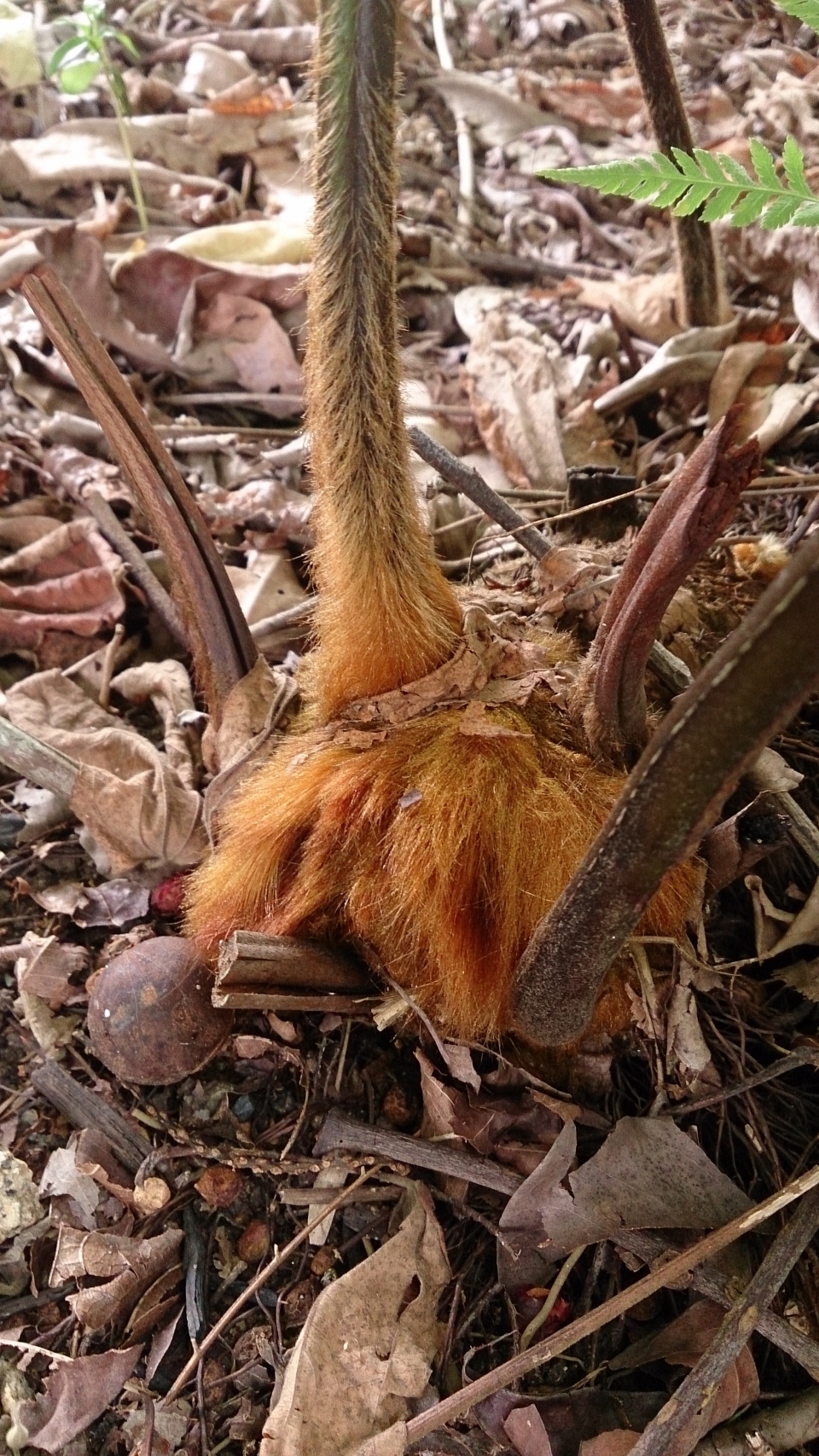 Cibotium barometz