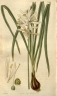 Camassia scilloides
