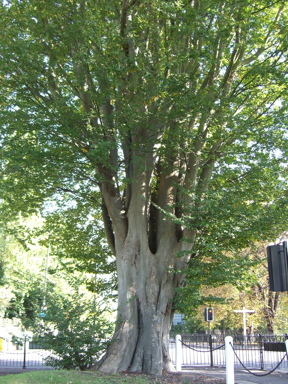 Zelkova carpinifolia