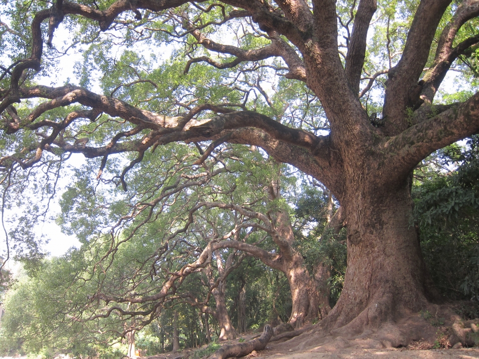 Cinnamomum camphora