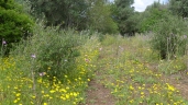 Cota tinctoria