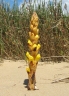 Cistanche phelypaea
