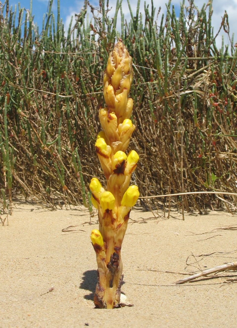 Cistanche phelypaea