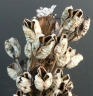 Asphodeline lutea