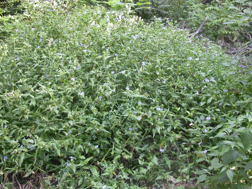Commelina erecta