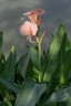 Canna glauca