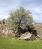 Pyrus elaeagnifolia