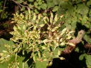 Arnoglossum atriplicifolium