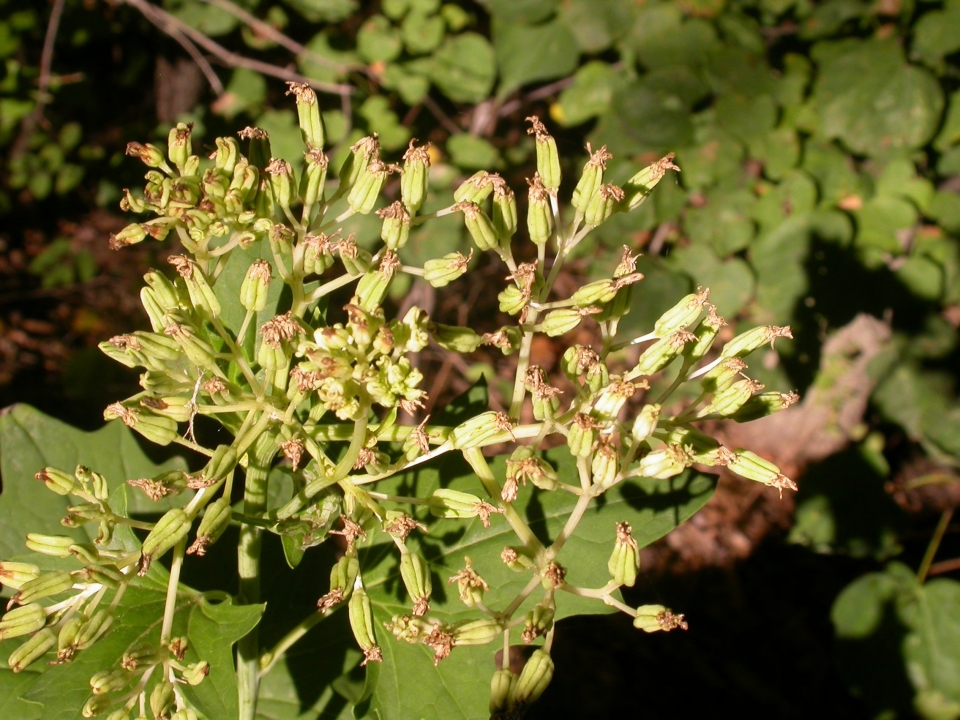 Arnoglossum atriplicifolium