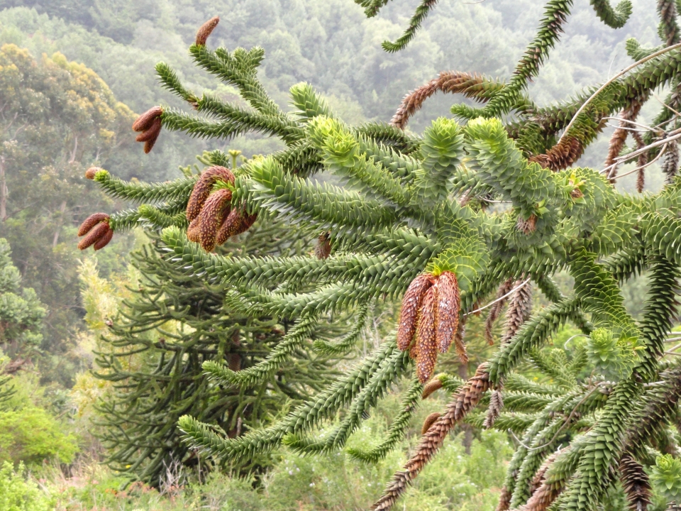 Araucaria araucana