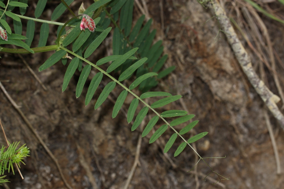 Vicia nigricans