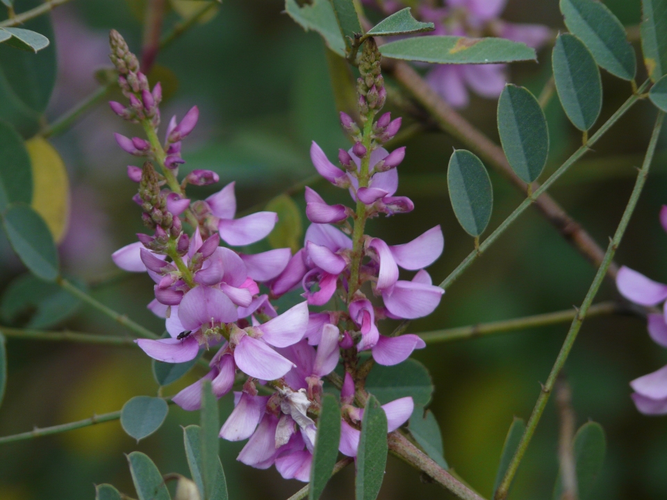 Indigofera cassioides