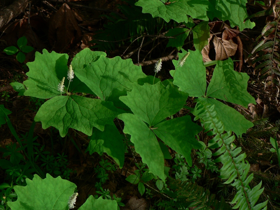 Achlys triphylla