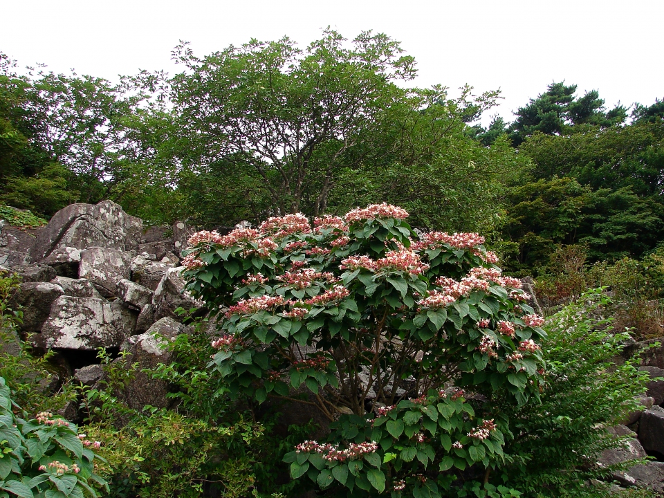 Clerodendrum trichotomum