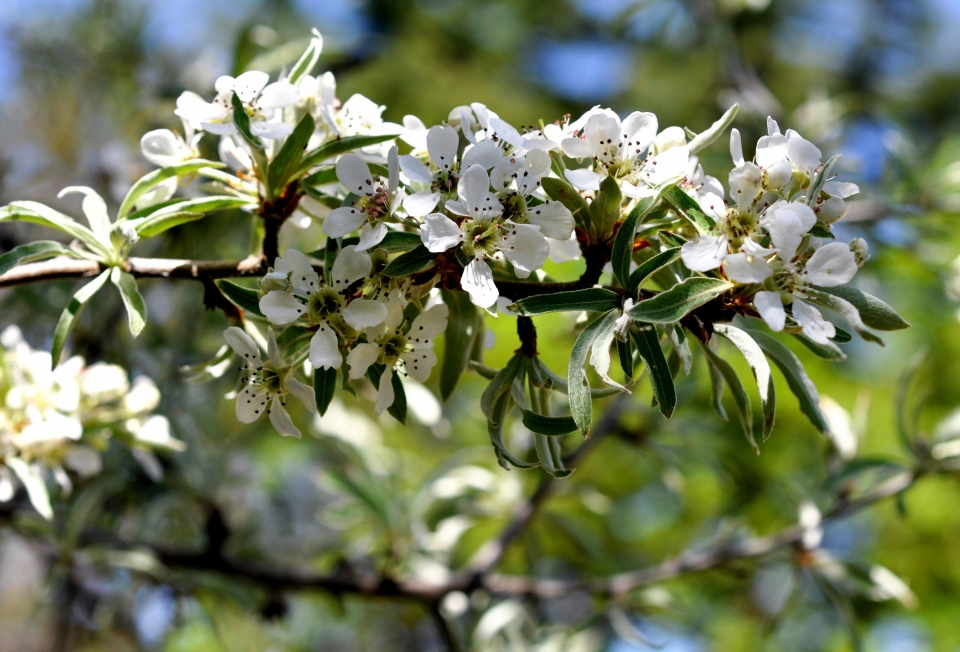 Pyrus elaeagnifolia