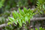 Araucaria bidwillii