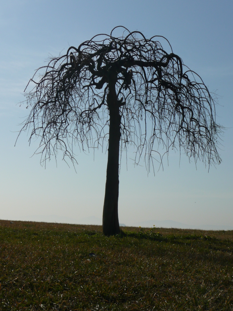 Broussonetia papyrifera