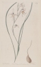 Gladiolus permeabilis edulis