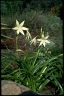 Crinum flaccidum