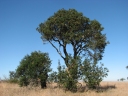 Banksia marginata