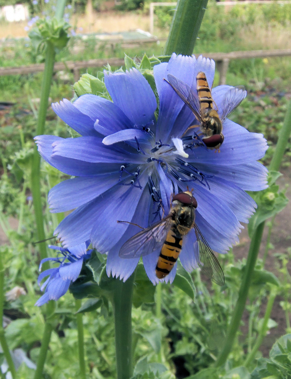 Cichorium endivia