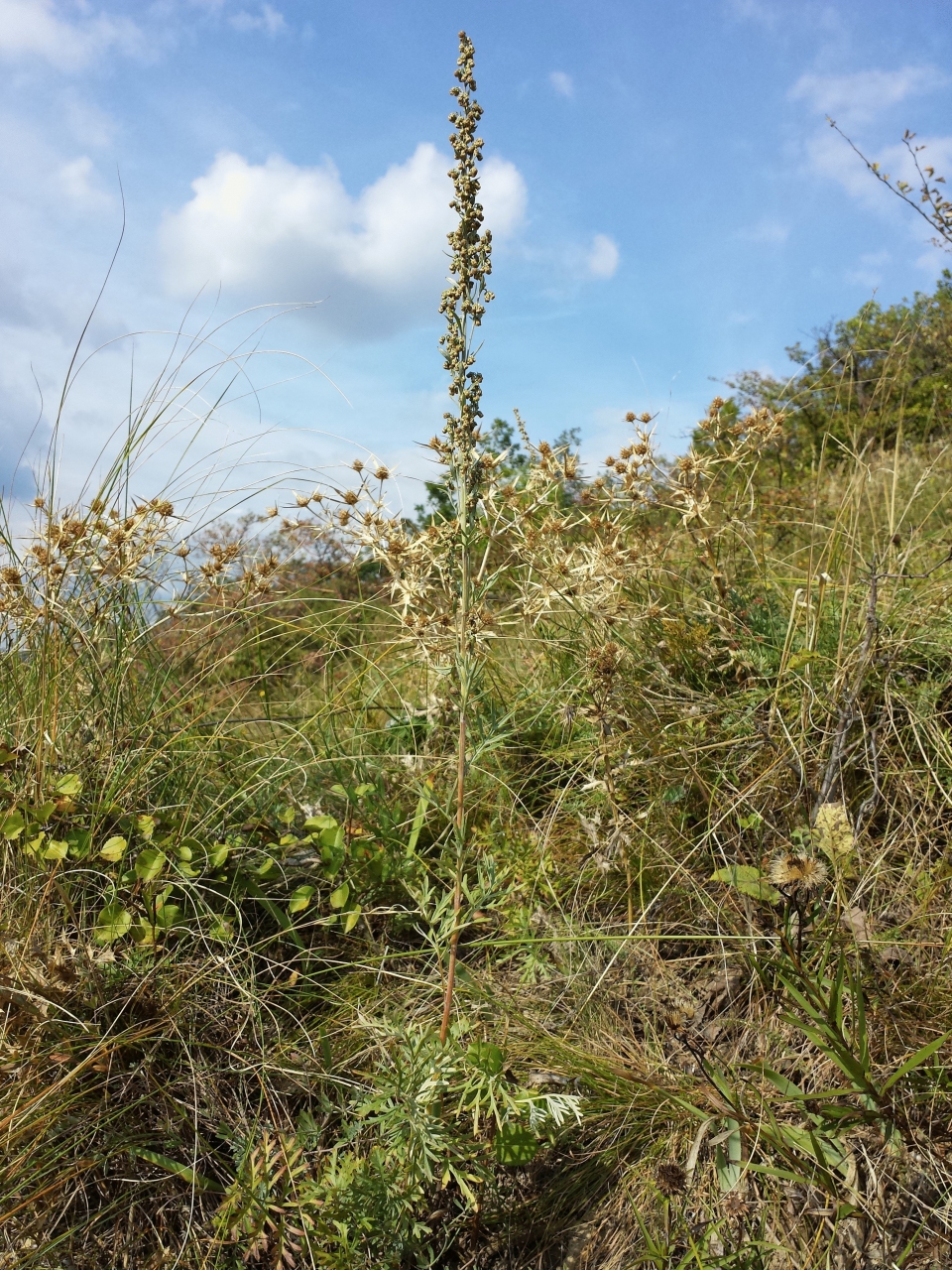 Artemisia pancicii