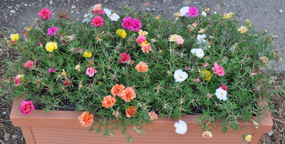 Portulaca grandiflora