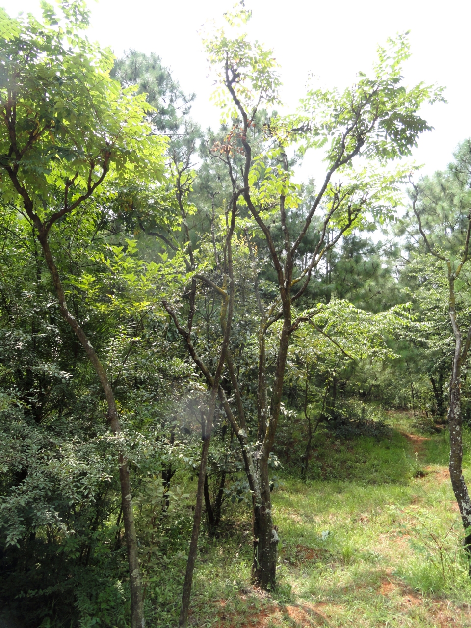 Aralia chinensis