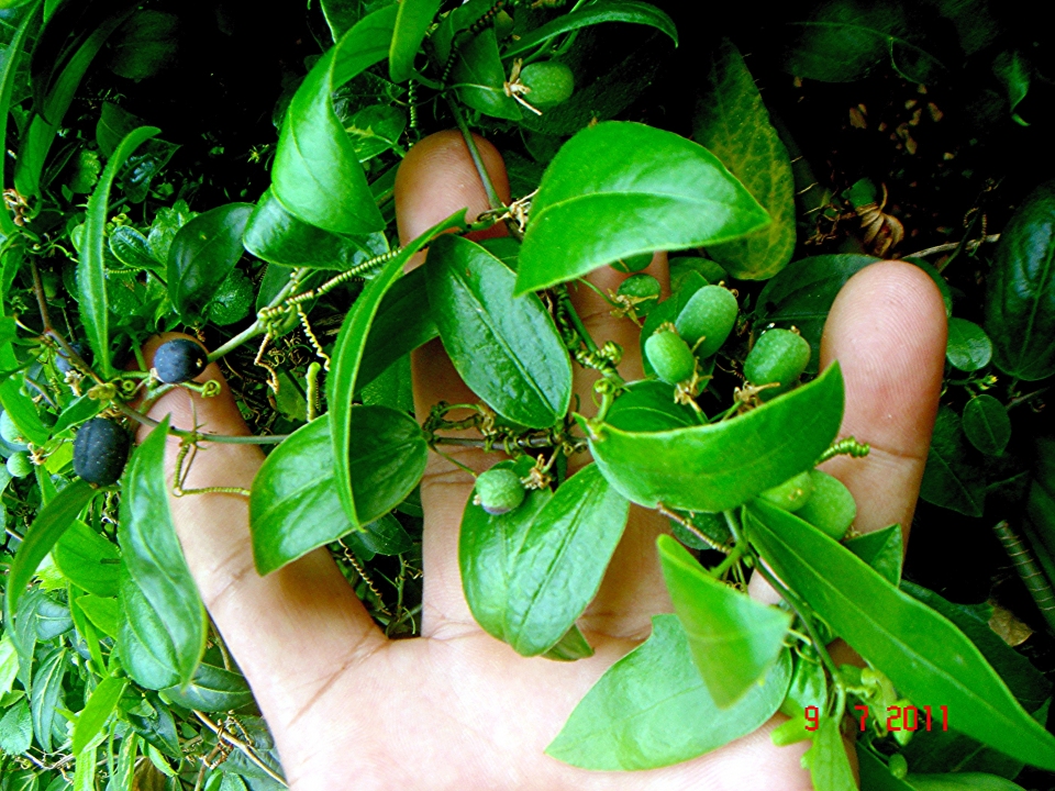 Passiflora suberosa