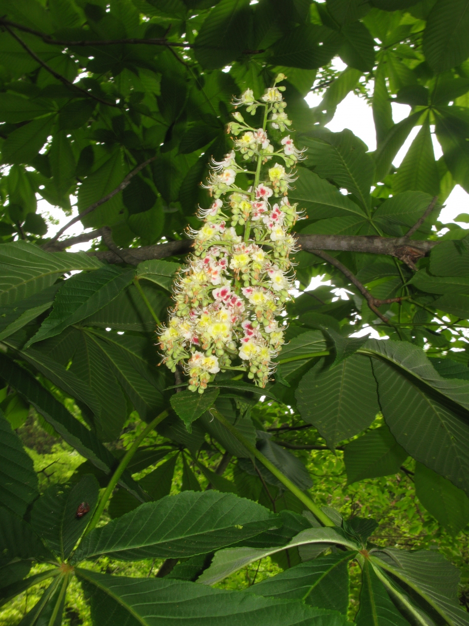 Aesculus turbinata