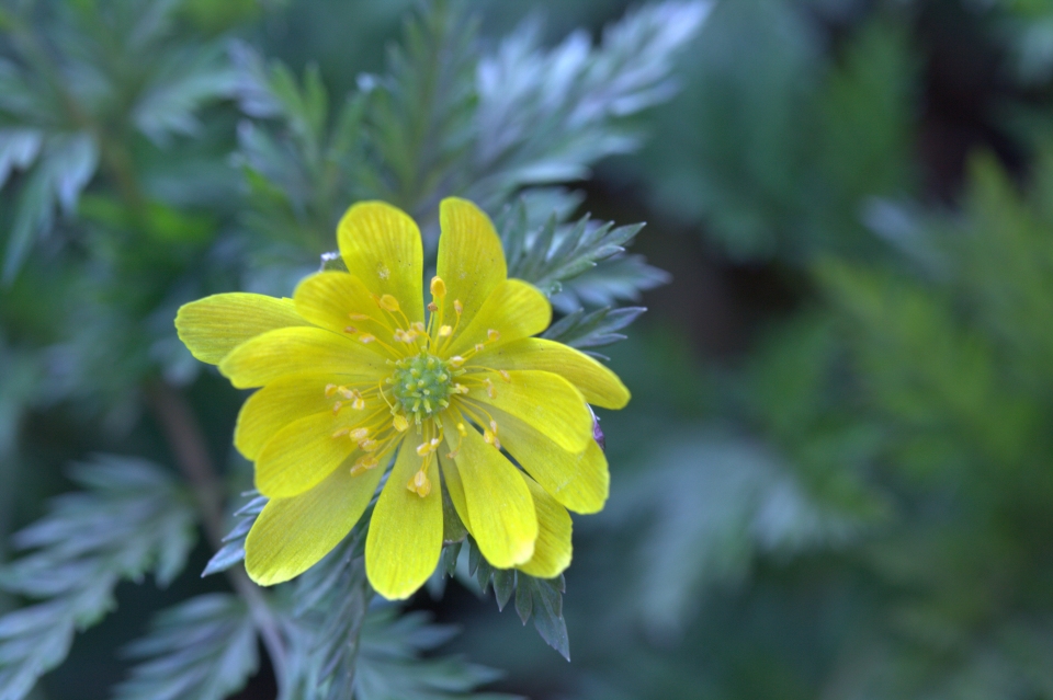 Adonis amurensis