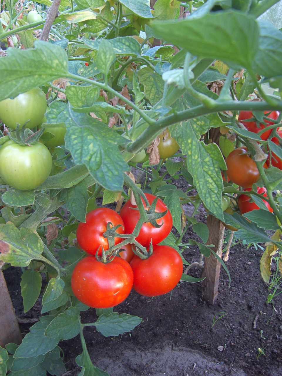 Solanum lycopersicum